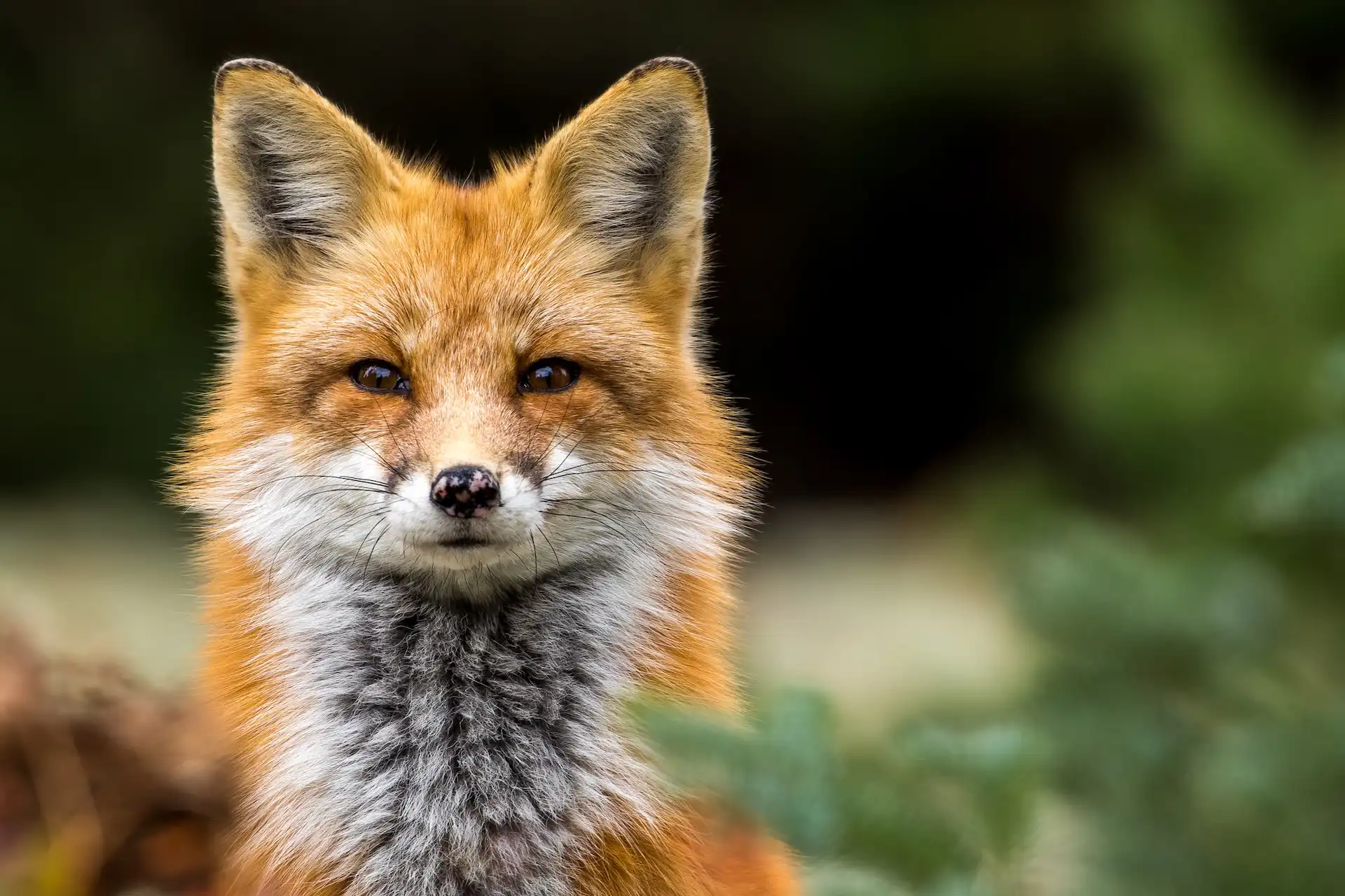Close-up of a red fox staring directly at the camera, with its vibrant orange fur and white undercoat clearly visible against a blurred natural background.