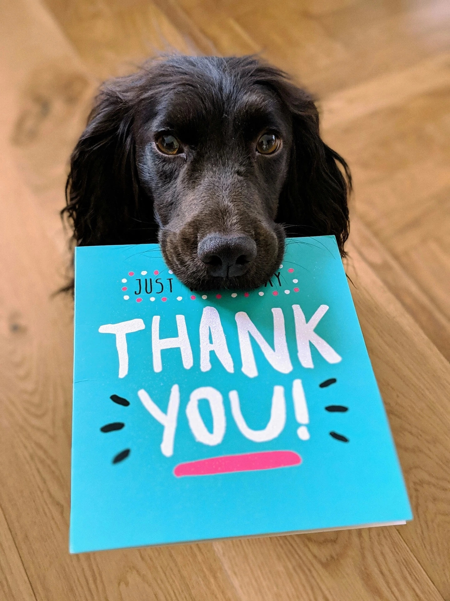 A black spaniel-type dog holding a bright teal 'Thank You' greetings card in its mouth, resting on a wooden floor.