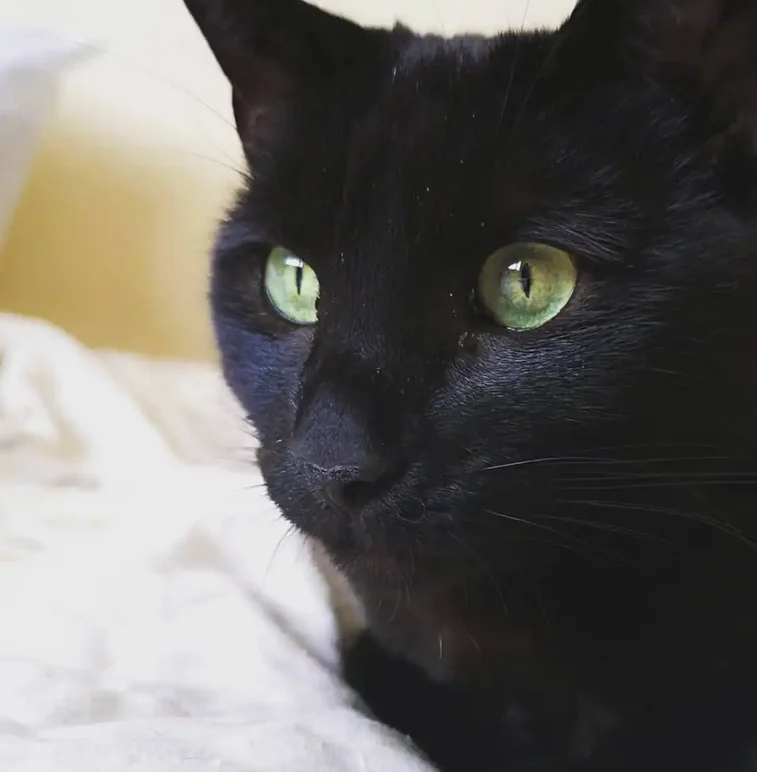 Close-up of a sleek black cat with striking green eyes, resting on a cream-coloured blanket.