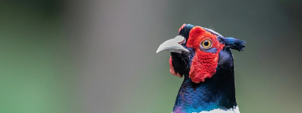 Close-up of a common pheasant, showing its dark green head, red facial markings, and orange-and-black patterned neck feathers, against a blurred green background.