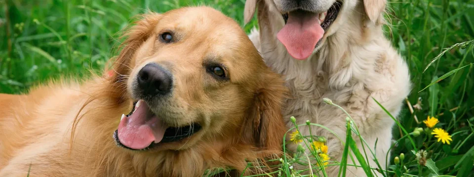 Two golden retrievers sitting together in a sunny meadow with wildflowers.