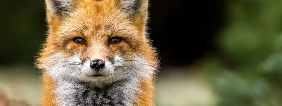 Close-up of a red fox staring directly at the camera, with its vibrant orange fur and white undercoat clearly visible against a blurred natural background.