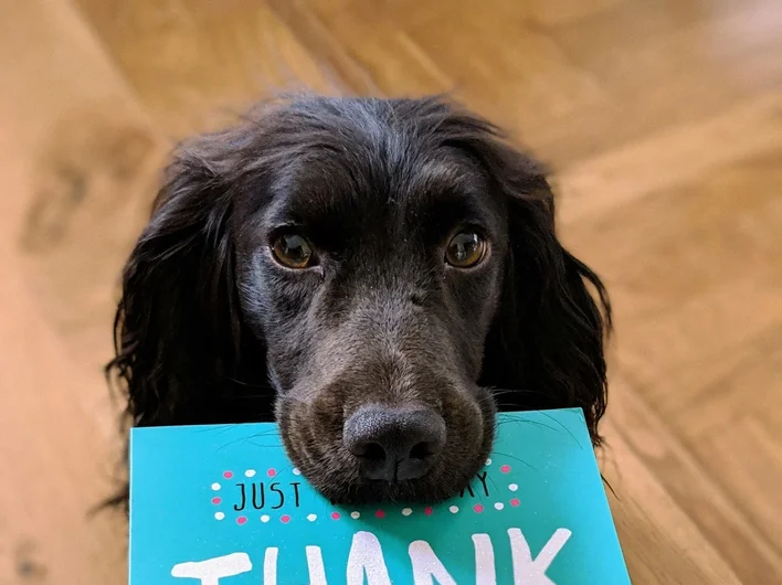 A black spaniel-type dog holding a bright teal 'Thank You' greetings card in its mouth, resting on a wooden floor.