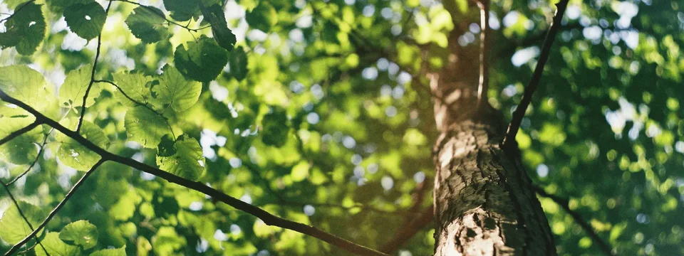 Sunlight filtering through vibrant green leaves as seen from the base of a tall tree, looking up into a forest canopy.