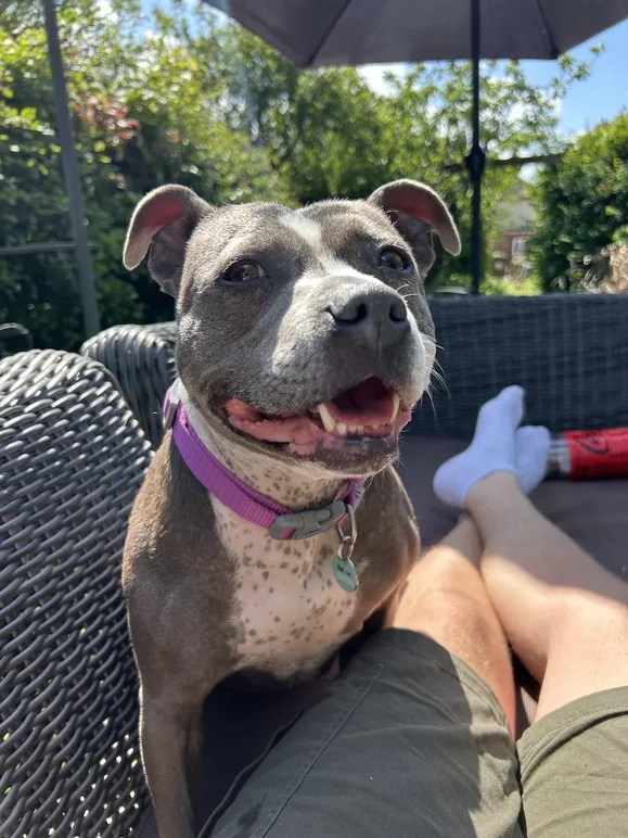 Misty, a grey and white Staffordshire bull terrier type dog wearing a purple collar, sitting on someone's lap outdoors in a garden.