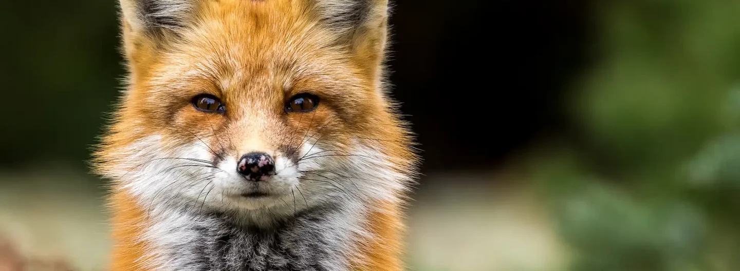 Close-up of a red fox staring directly at the camera, with its vibrant orange fur and white undercoat clearly visible against a blurred natural background.