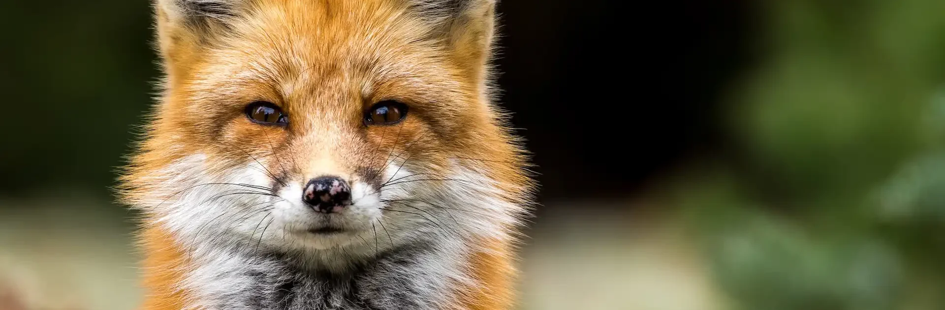 Close-up of a red fox staring directly at the camera, with its vibrant orange fur and white undercoat clearly visible against a blurred natural background.