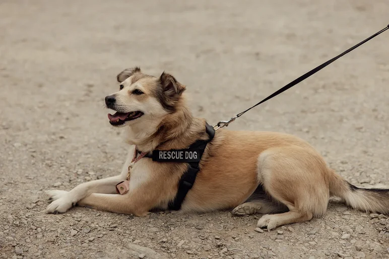 Maya, a tan and white rescue dog, lying down on a gravel path wearing a harness labelled 'Rescue dog' and attached to a lead.