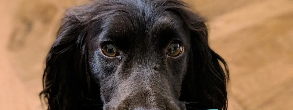 A black spaniel-type dog holding a bright teal 'Thank You' greetings card in its mouth, resting on a wooden floor.